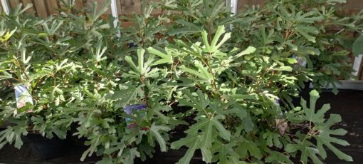 Ficus Carica 'Little Miss Figgy' - Afbeelding 2