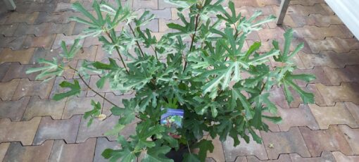 Ficus Carica 'Little Miss Figgy' - Afbeelding 3