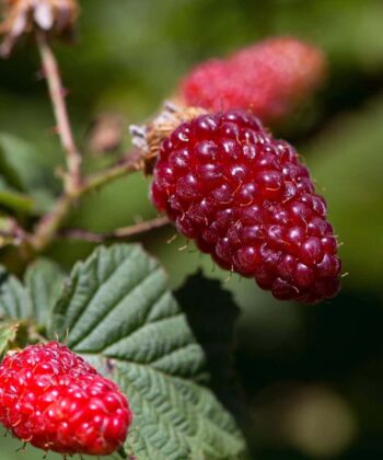 Rubus fruticoses 'Loganberry'- braamboos