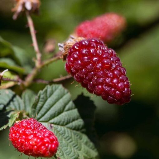 Rubus fruticoses 'Loganberry'- braamboos