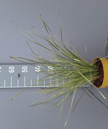 Lomandra Longifolia 'White Sands'