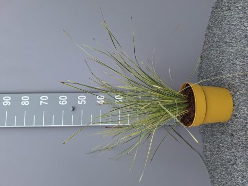 Lomandra Longifolia 'White Sands'