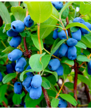 Lonicera kamtschatica 'Delight vostorg' - Siberische honingbes