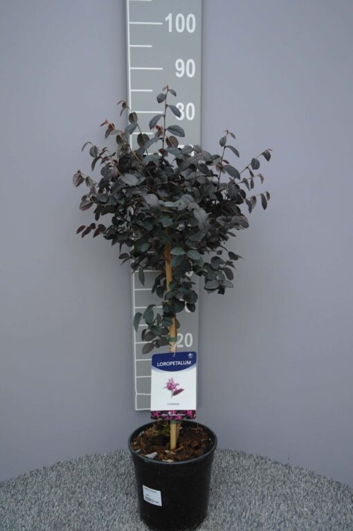 Loropetalum Chinense 'Black Pearl' op stam