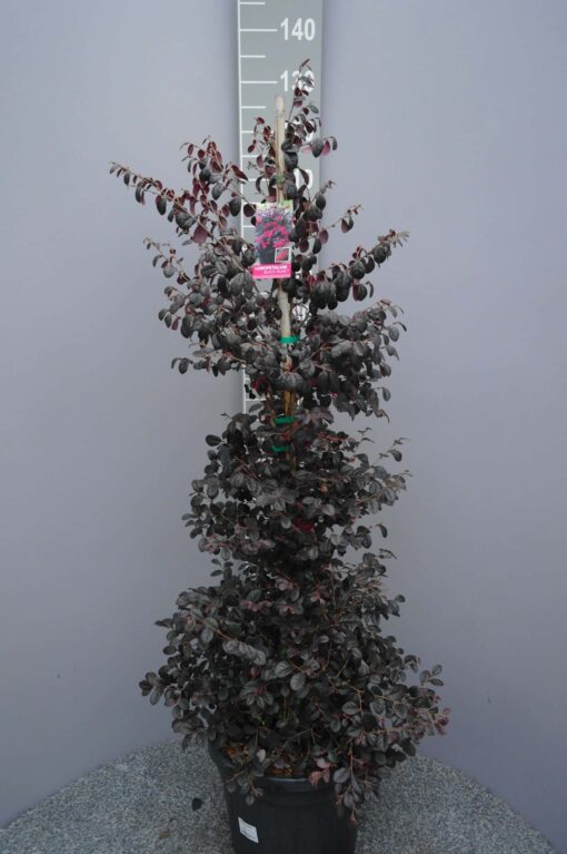 Loropetalum Chinense 'Black Pearl' piramide