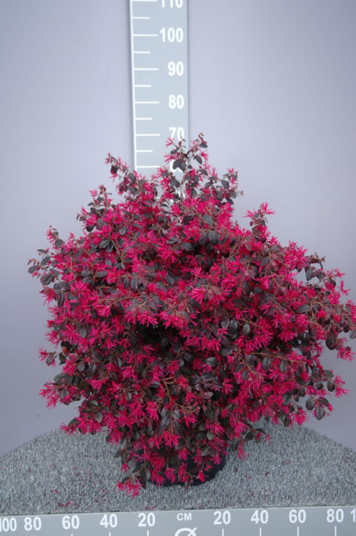 Loropetalum Chinense Fire Dance