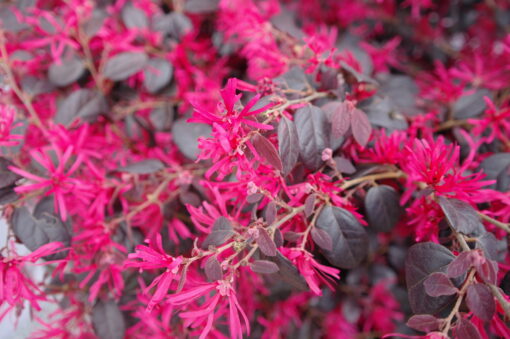 Loropetalum Chinense Fire Dance - Afbeelding 2