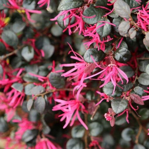 Loropetalum Chinense 'Fede' - Afbeelding 2