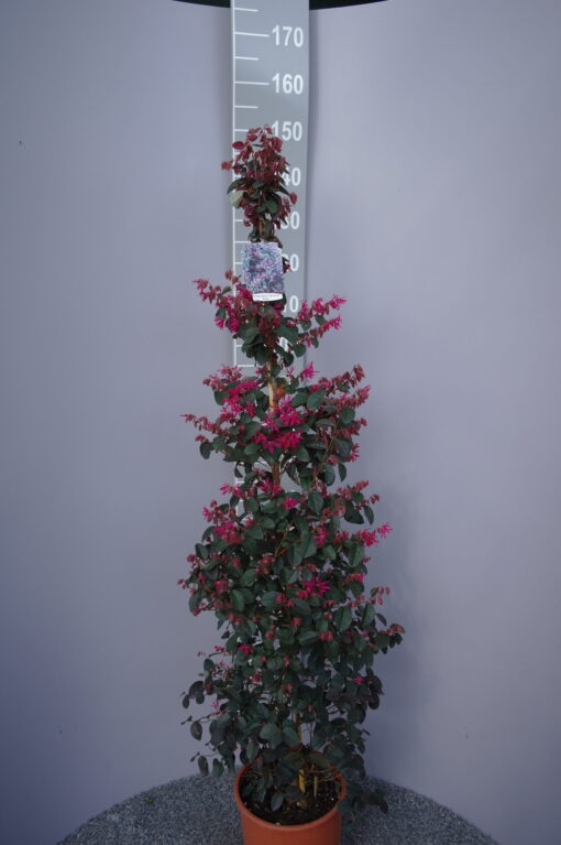 Loropetalum Chinense 'Fede'