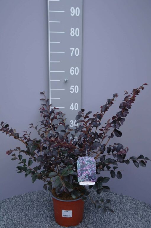 Loropetalum Chinense 'Fede'
