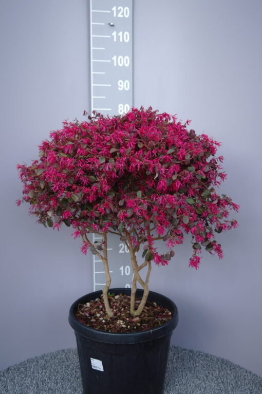 Loropetalum Chinense Fire Dance