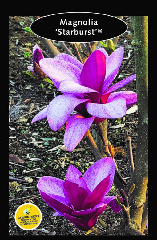 Magnolia 'Starburst' pbr - Afbeelding 2