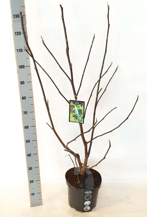 Magnolia 'Blue Opal'