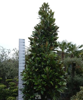 Magnolia Grandiflora 'Gallisoniensis'