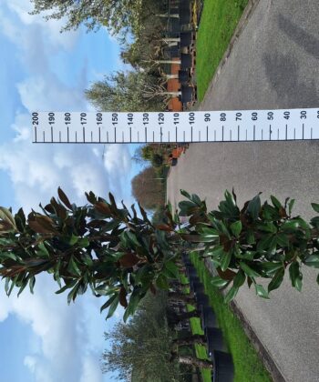 Magnolia Grandiflora