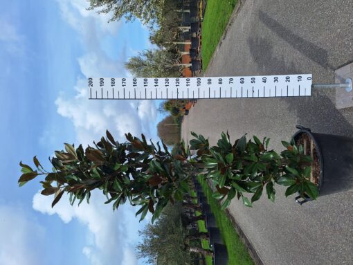 Magnolia Grandiflora