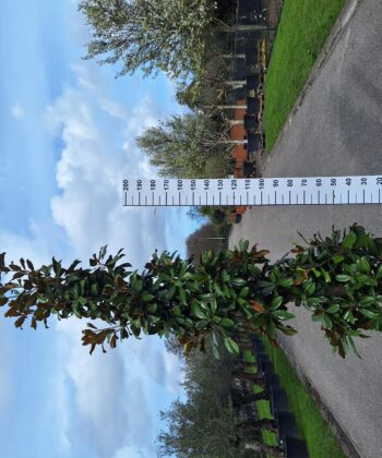 Magnolia Grandiflora