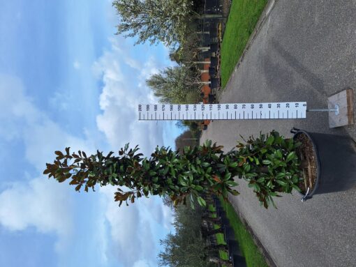 Magnolia Grandiflora