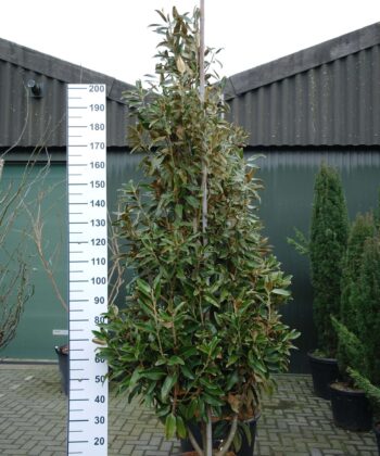 Magnolia Grandiflora