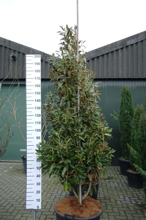 Magnolia Grandiflora
