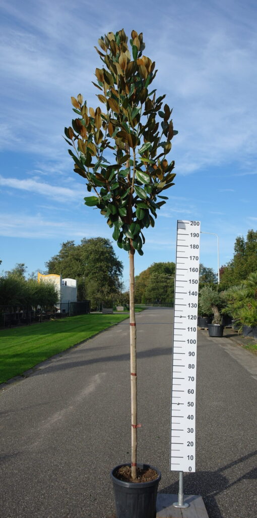 Magnolia Grandiflora 'Francois Treyve'