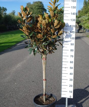 Magnolia Grandiflora 'Little Gem'