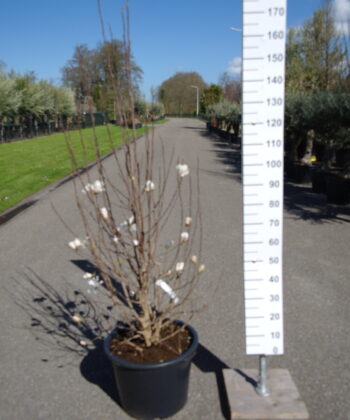 Magnolia Soulangeana