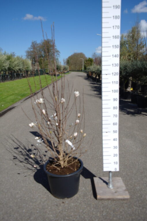 Magnolia Soulangeana