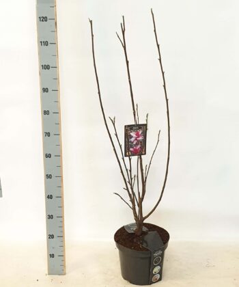 Magnolia 'Starburst' pbr