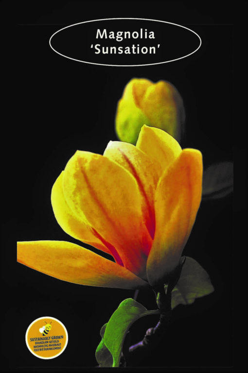 Magnolia 'Sunsation' - Afbeelding 2