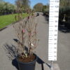 Magnolia Susan
