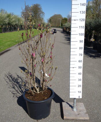 Magnolia Susan