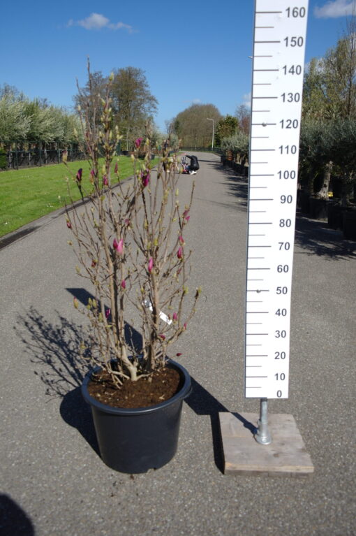 Magnolia Susan