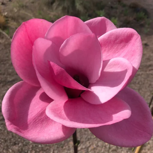 Magnolia 'Watermelon' pbr - Afbeelding 3