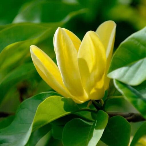 Magnolia 'Yellow Bird' - Afbeelding 3