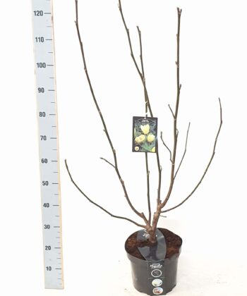 Magnolia 'Yellow Bird'
