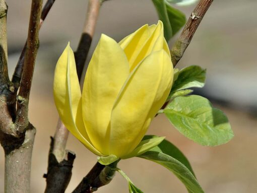Magnolia 'Daphne' - Afbeelding 2