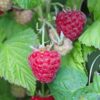 Rubus idaeus 'Malling Promise'- framboos