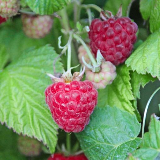 Rubus idaeus 'Malling Promise'- framboos