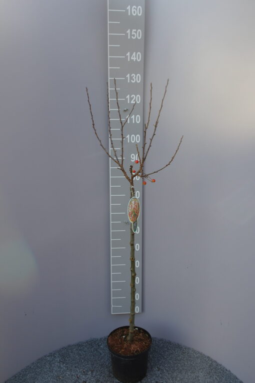 Prunus Nipponica 'Brillant' stam 80 cm- sierkers - Afbeelding 2