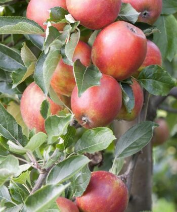Malus 'Braeburn'