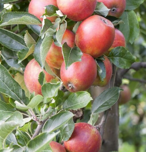 Malus 'Braeburn'