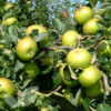 Malus 'Bramley's Seedling'