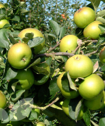 Malus 'Bramley's Seedling'
