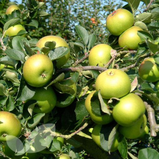 Malus 'Bramley's Seedling'