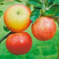 Malus 'Discovery'
