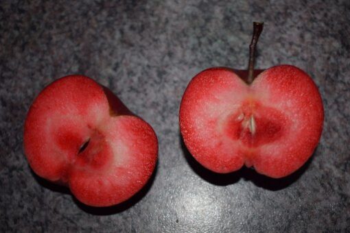 Malus domestica 'Sweet Love' - Afbeelding 2