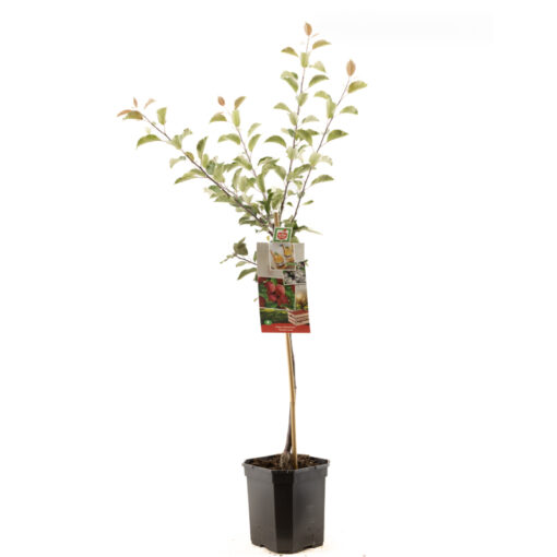 Malus domestica 'Sweet Love' - Afbeelding 3