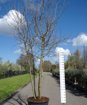 Malus Elstar/Golden Delicious duo appel