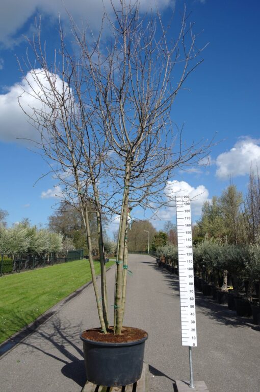 Malus Elstar/Golden Delicious duo appel